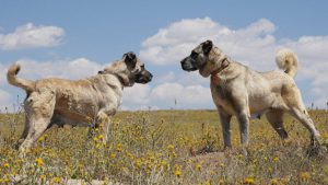 Safkan Sivas Kangal