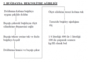 Buğdayda Hektolitre Ağırlığı